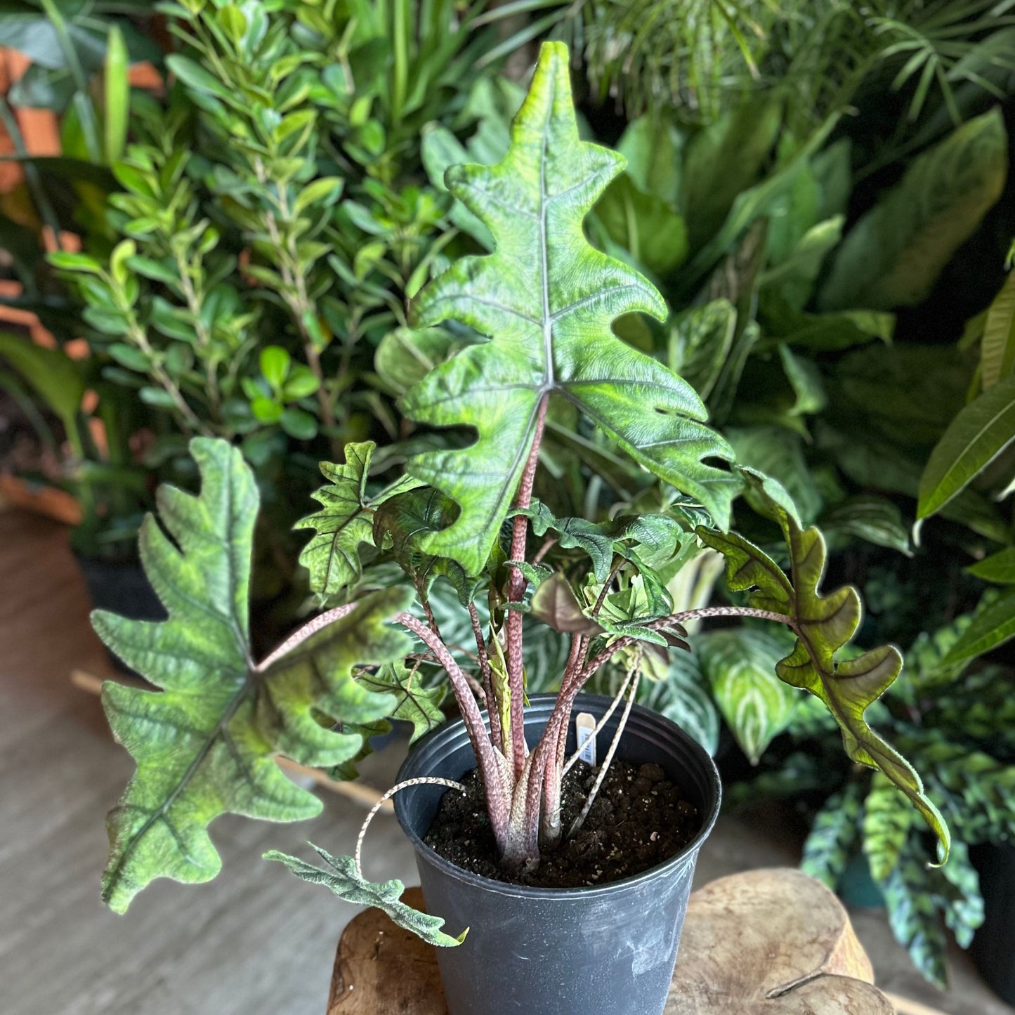 Alocasia Jacklyn 8"