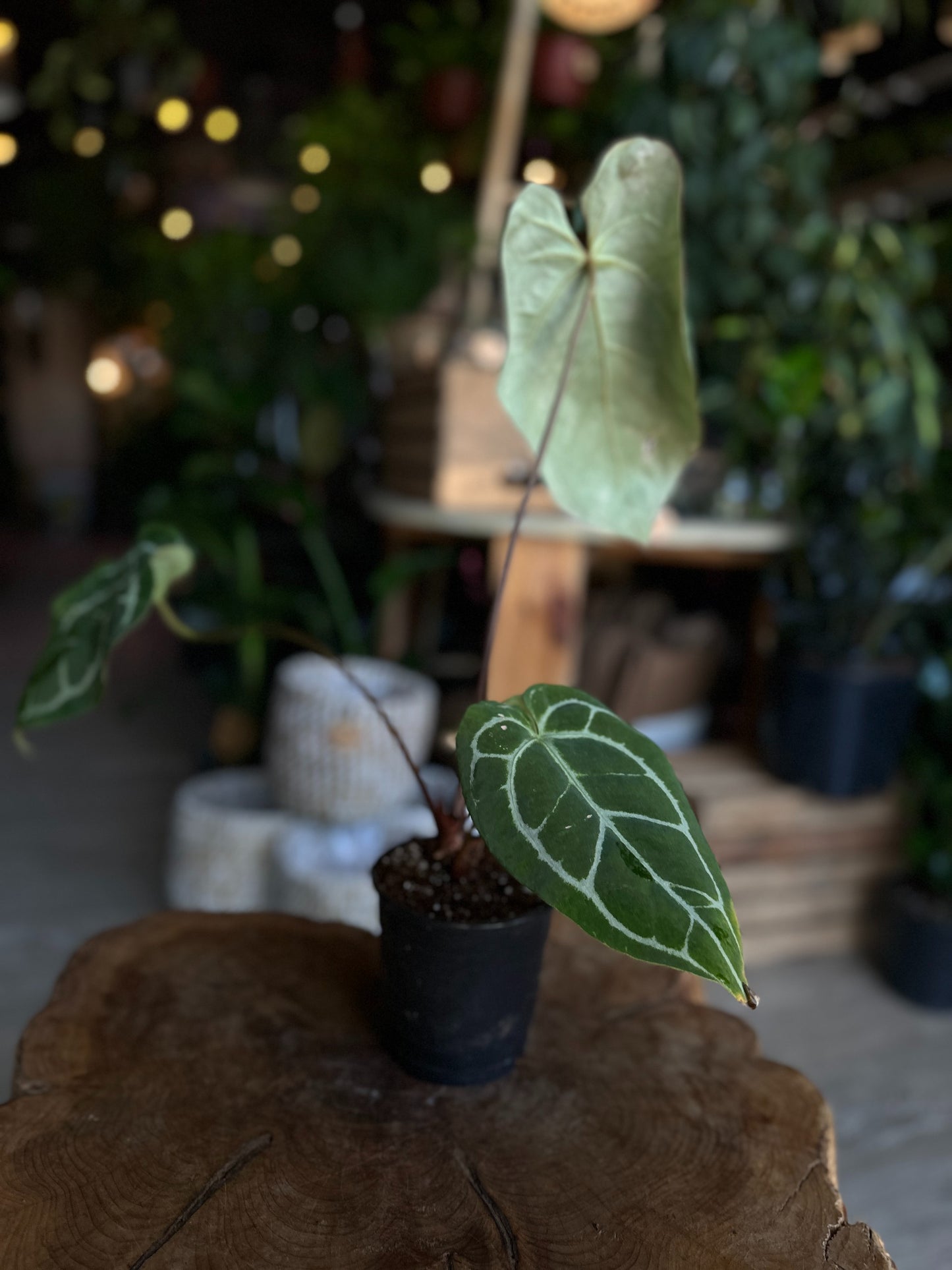 Anthurium Crystallium 4"