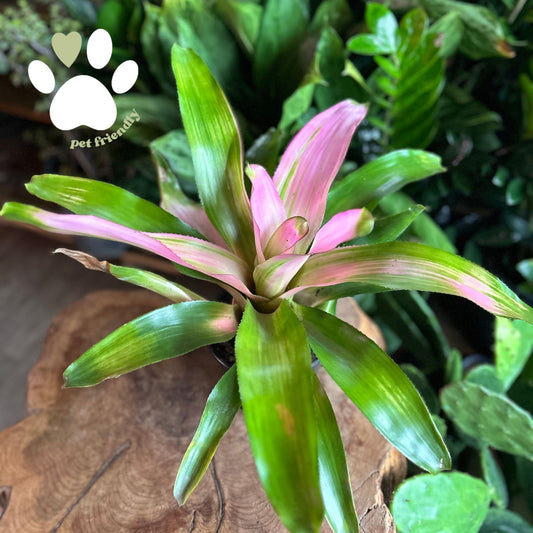 Neoregelia Cotton Candy 6”