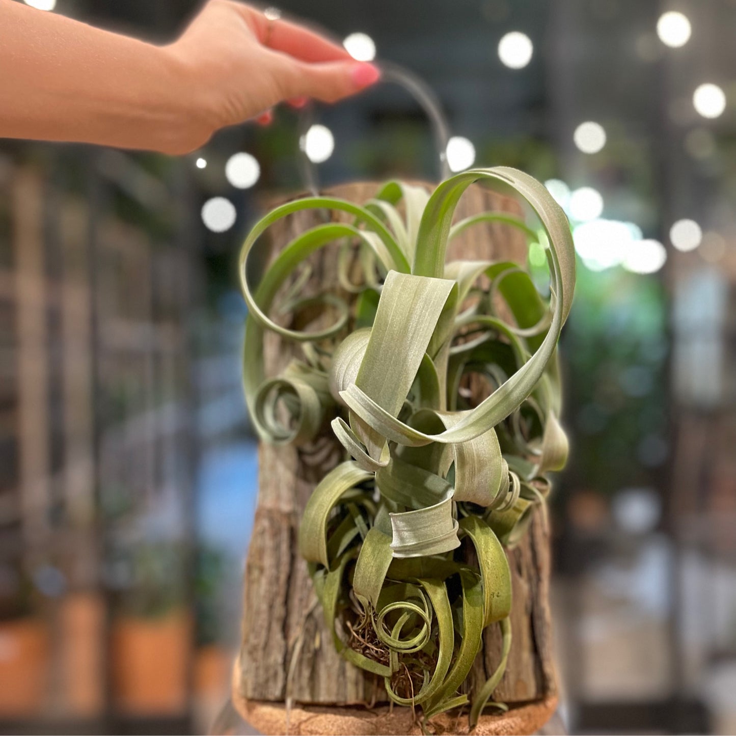 Tillandsia Curly Slim Plank