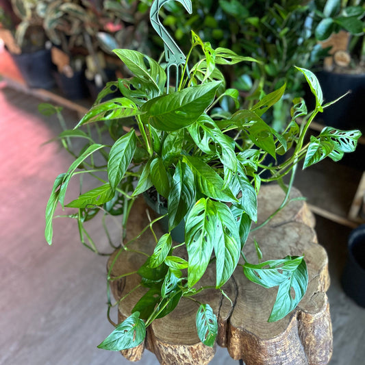 Monstera Adansonii (Swiss Cheese) (Narrow Form) 8" HB