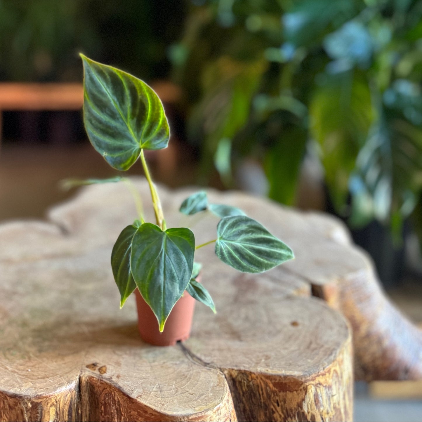 Philodendron Verrucosum 2”