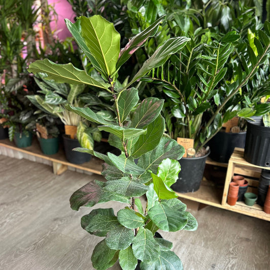 Ficus Lyrata (Fiddle Leaf Fig) 8"