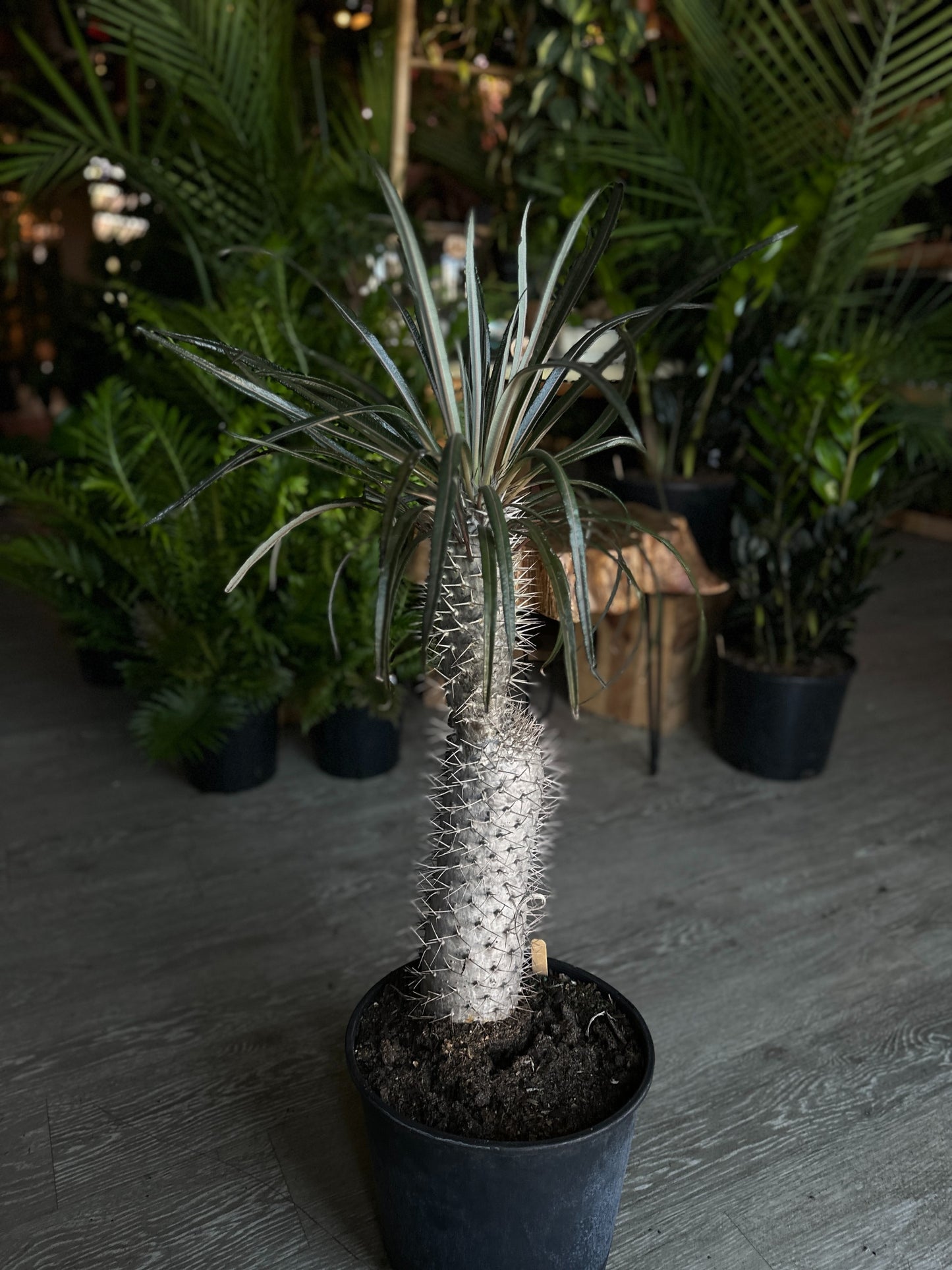 Madagascar Palm 10”