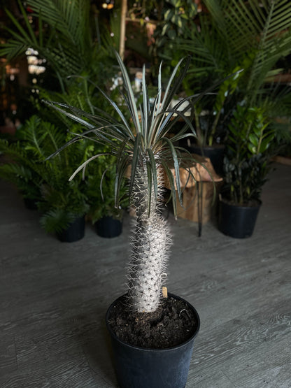 Madagascar Palm 10”