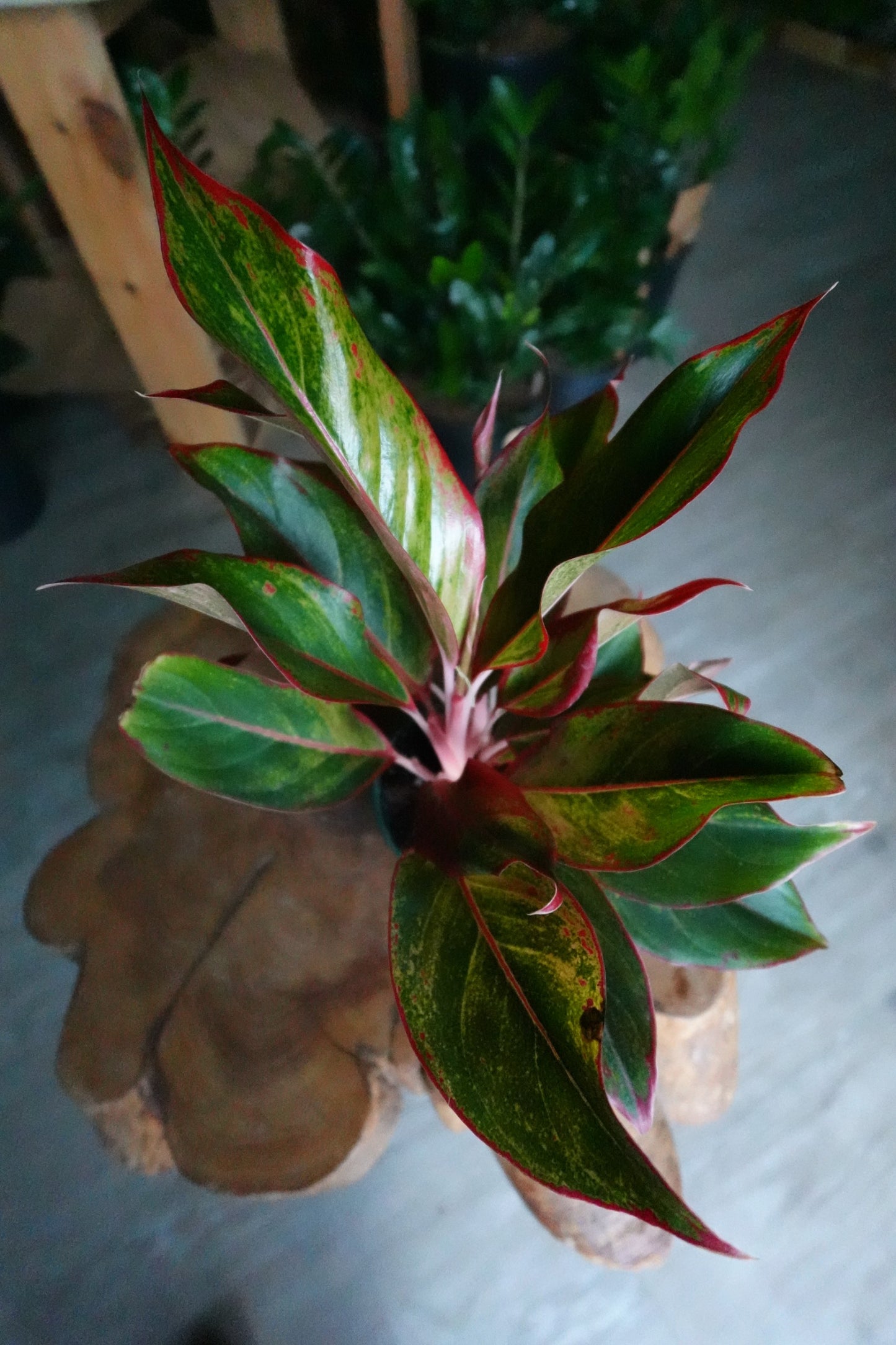 Aglaonema Red Siam 5"