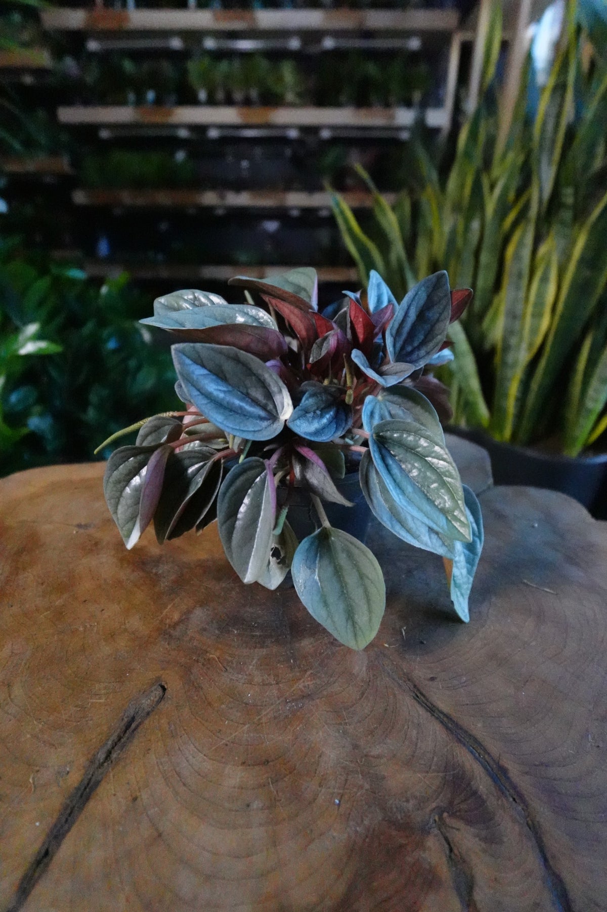 Peperomia Santorini 4"