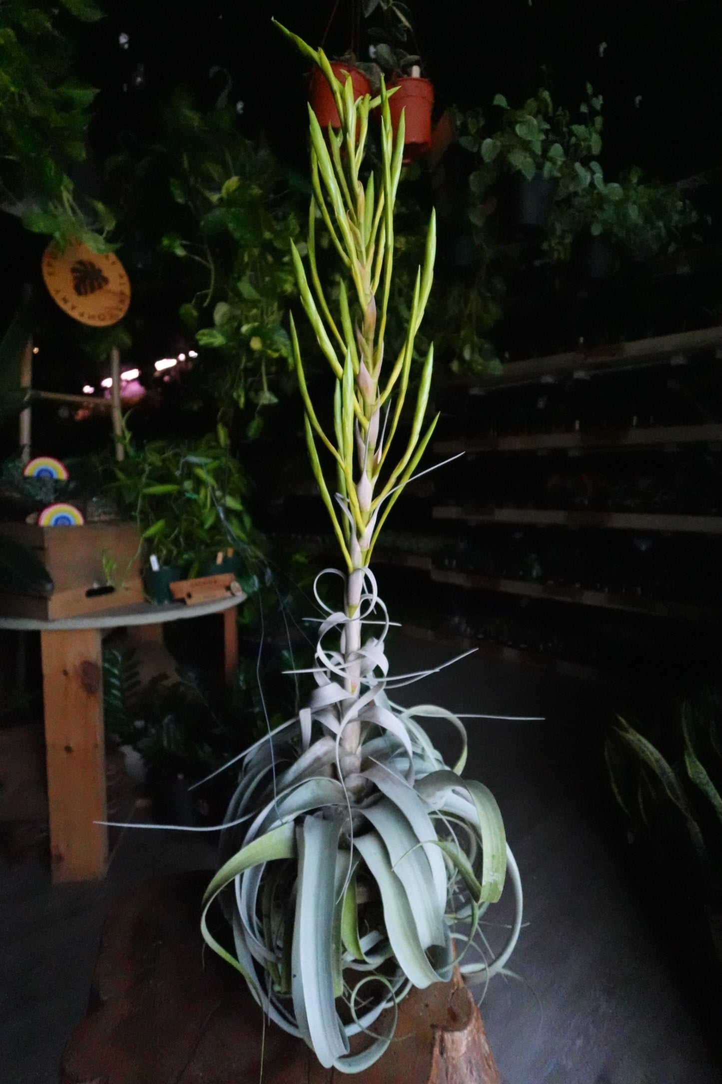 Tillandsia Xerographica Basket 7”