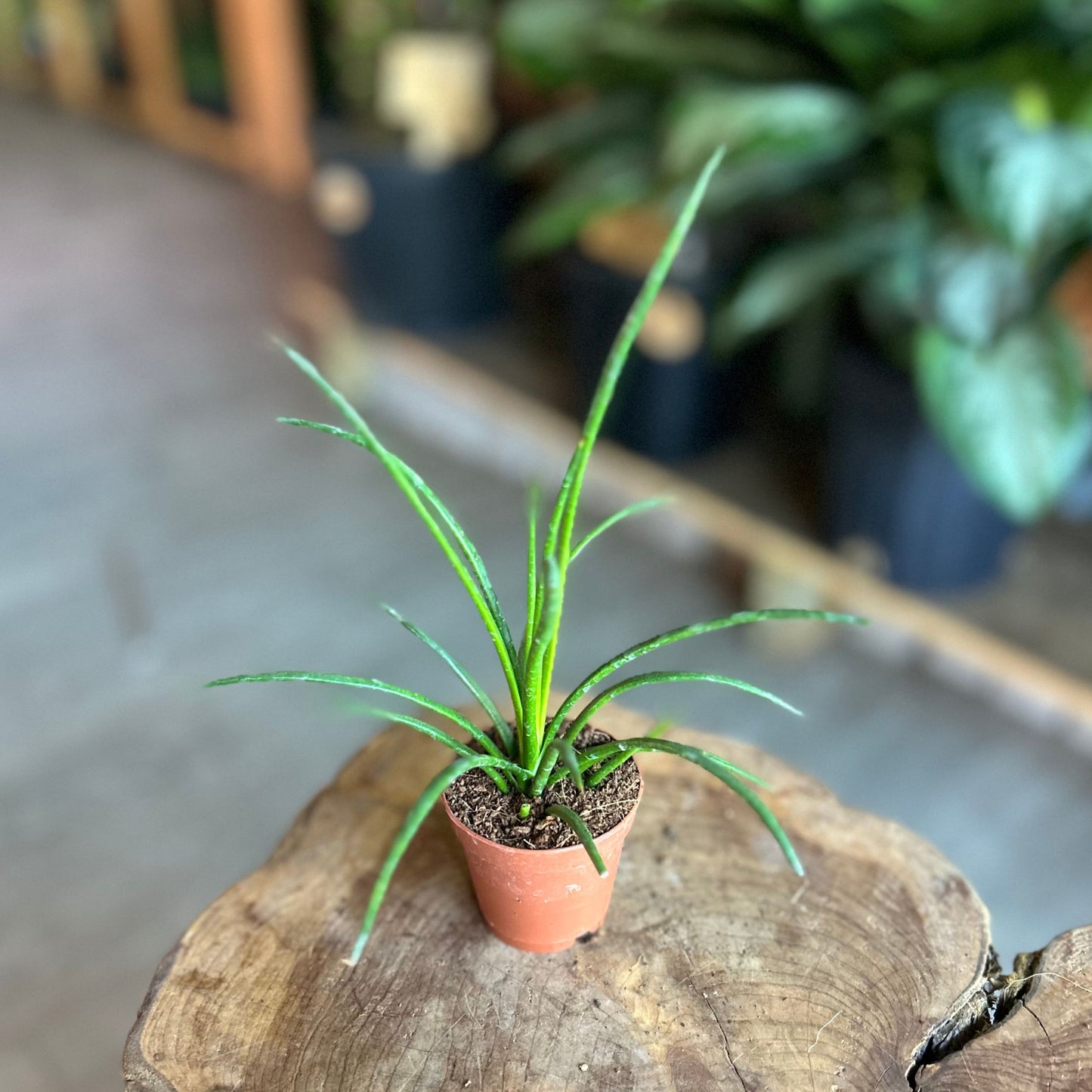 Agave Geminiflora 2"