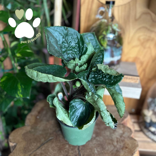 Peperomia Ecuador 6"