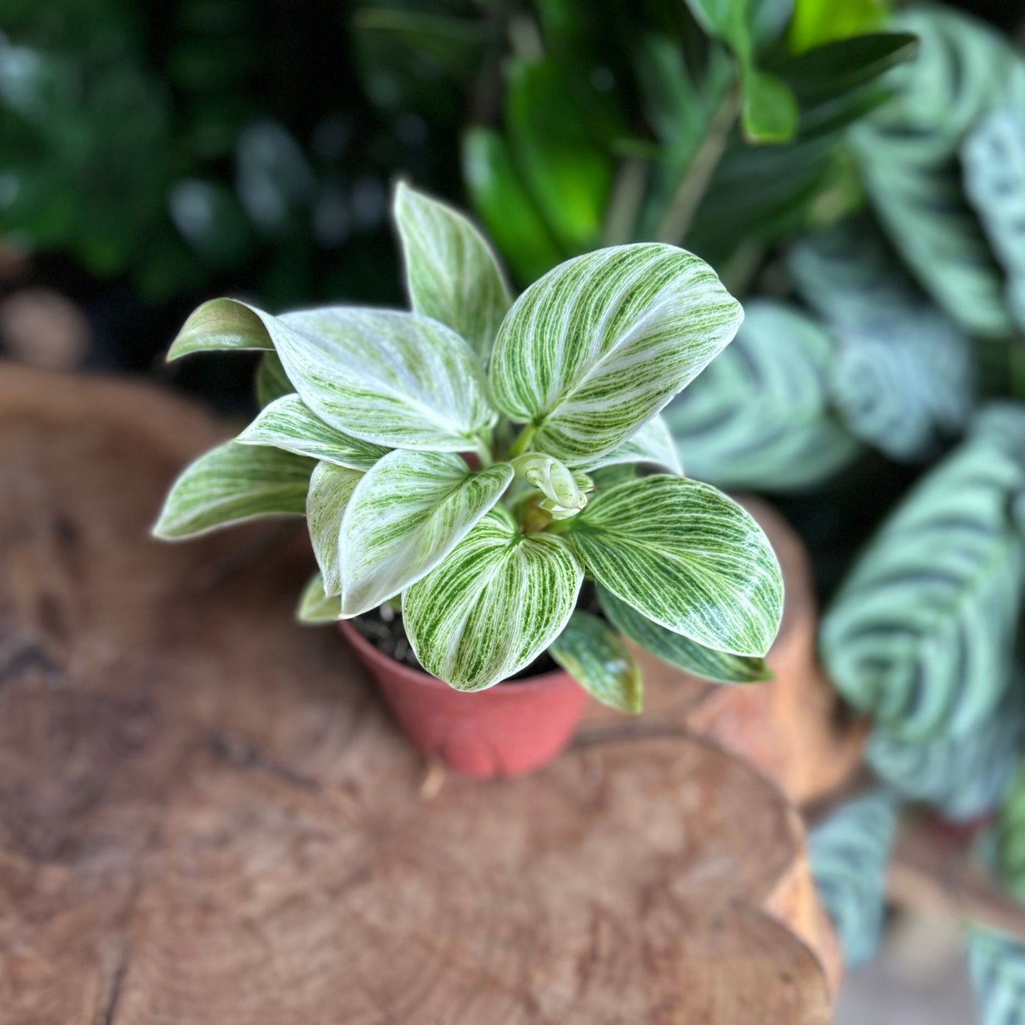 Philodendron Evian 4"
