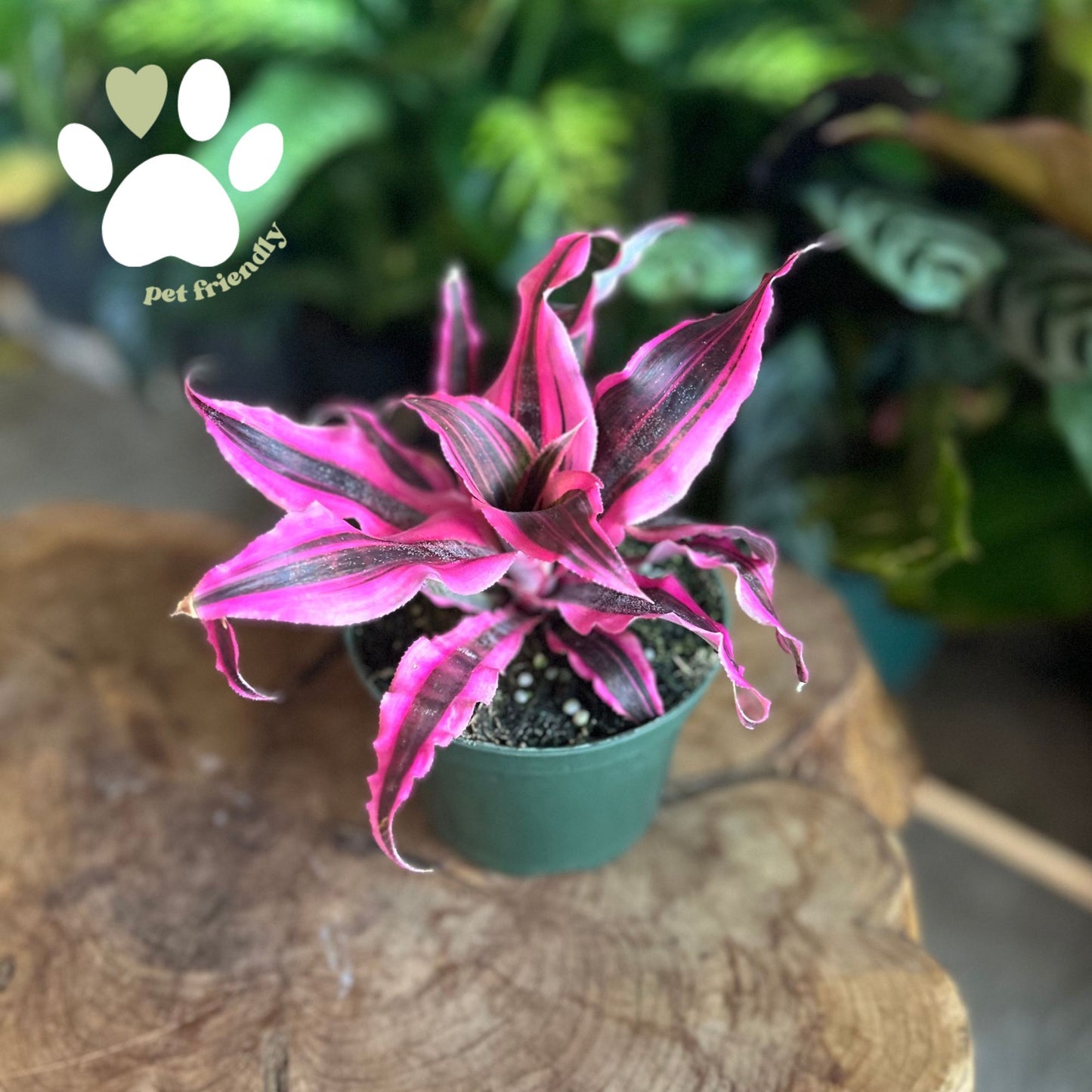 Cryptanthus Red Baron 5"