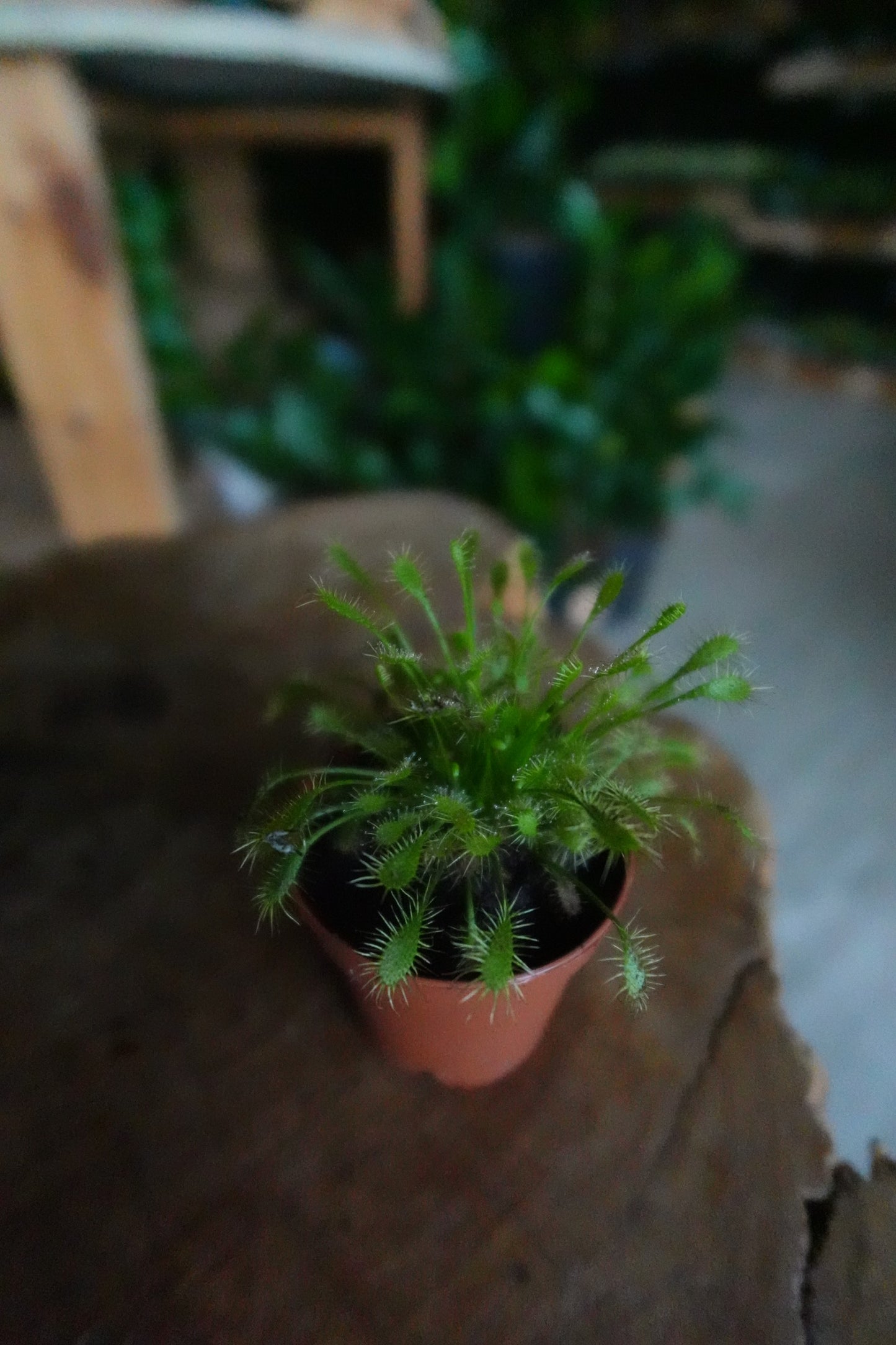 Sundew 2”
