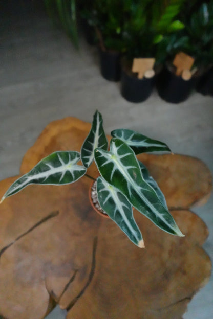 Alocasia Bambino 4”
