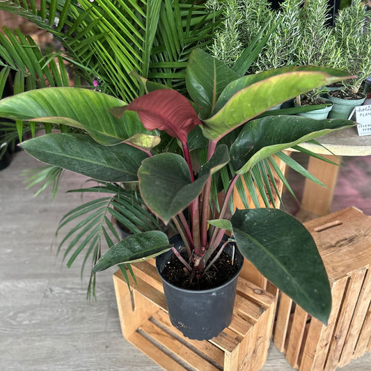 Philodendron Red Congo 8"