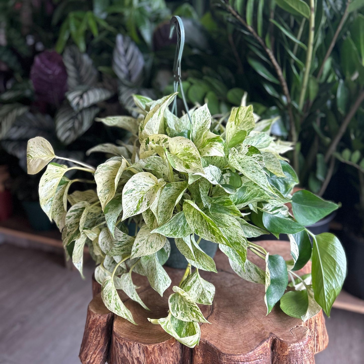 Snow Queen Pothos HB 8”