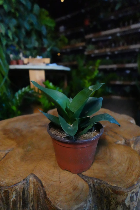 Sansevieria Black Jade 4"