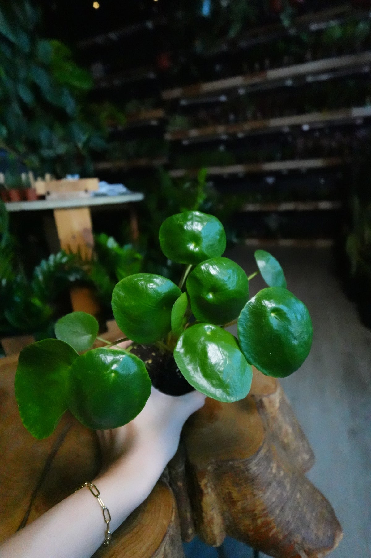 Pilea Peperomioides 4”