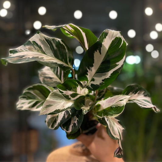 Calathea Stella 4”