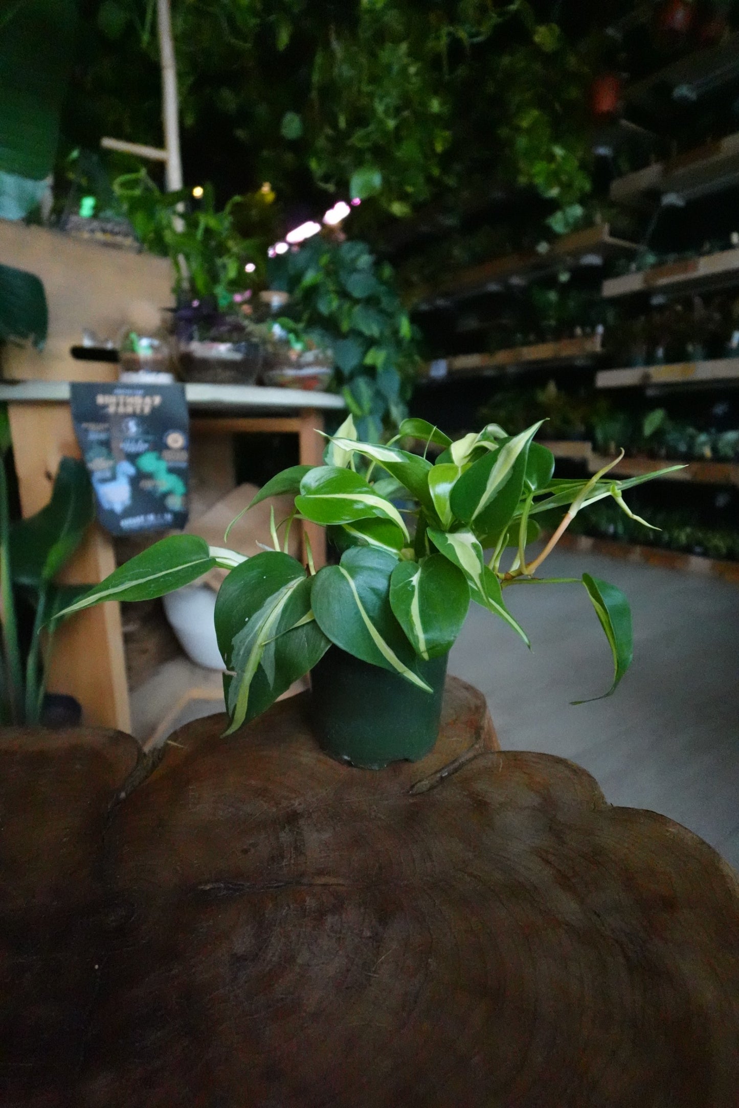 Philodendron Silver Stripe 4"