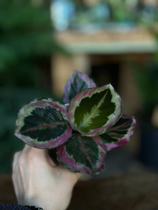 Calathea Black Rose 2"
