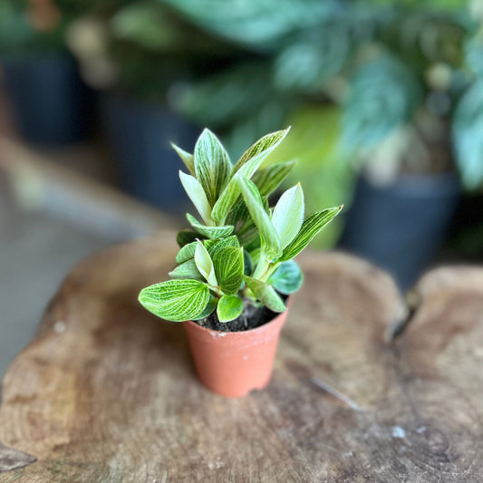 Philodendron Evian 2"
