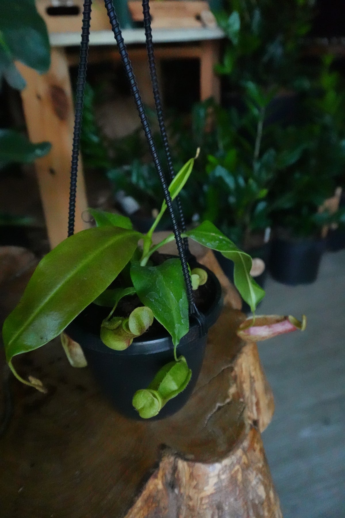 Pitcher Plant 4" HB