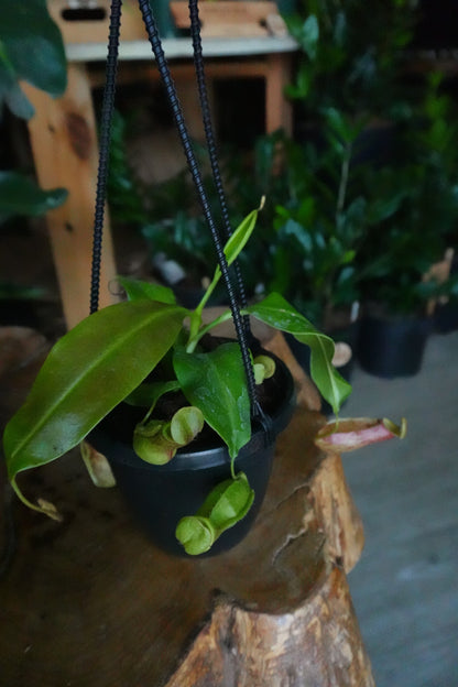 Pitcher Plant 4" HB