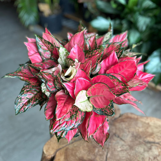 Aglaonema Red Valentine 8”