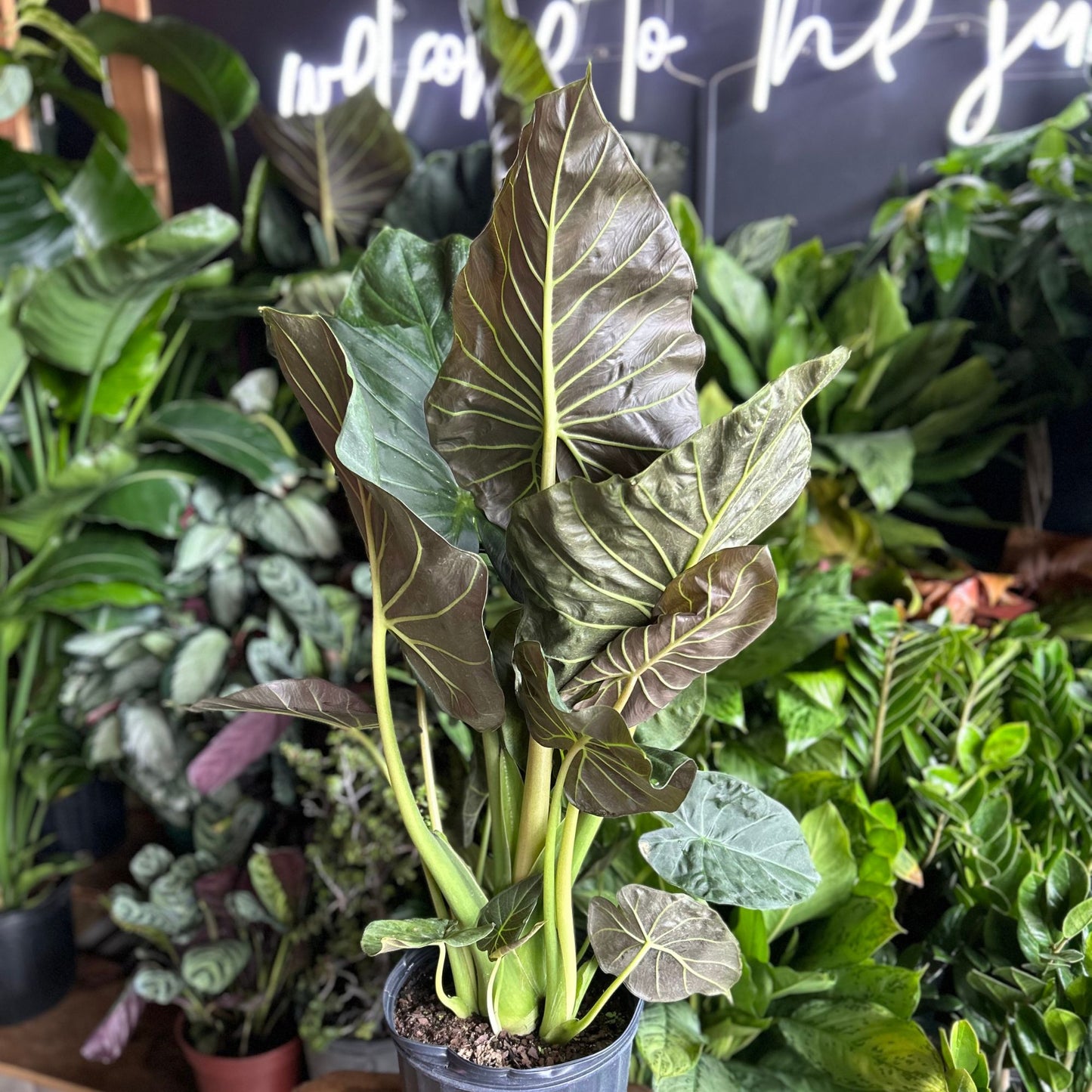 Alocasia Regal Shield 10”