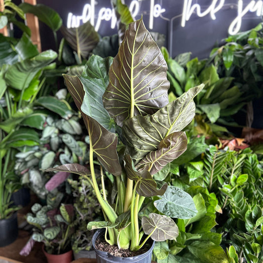 Alocasia Regal Shield 10”