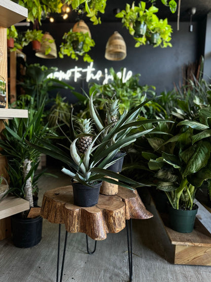 Pineapple Bromeliad 6”