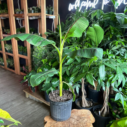 Musa Ever Red 10"