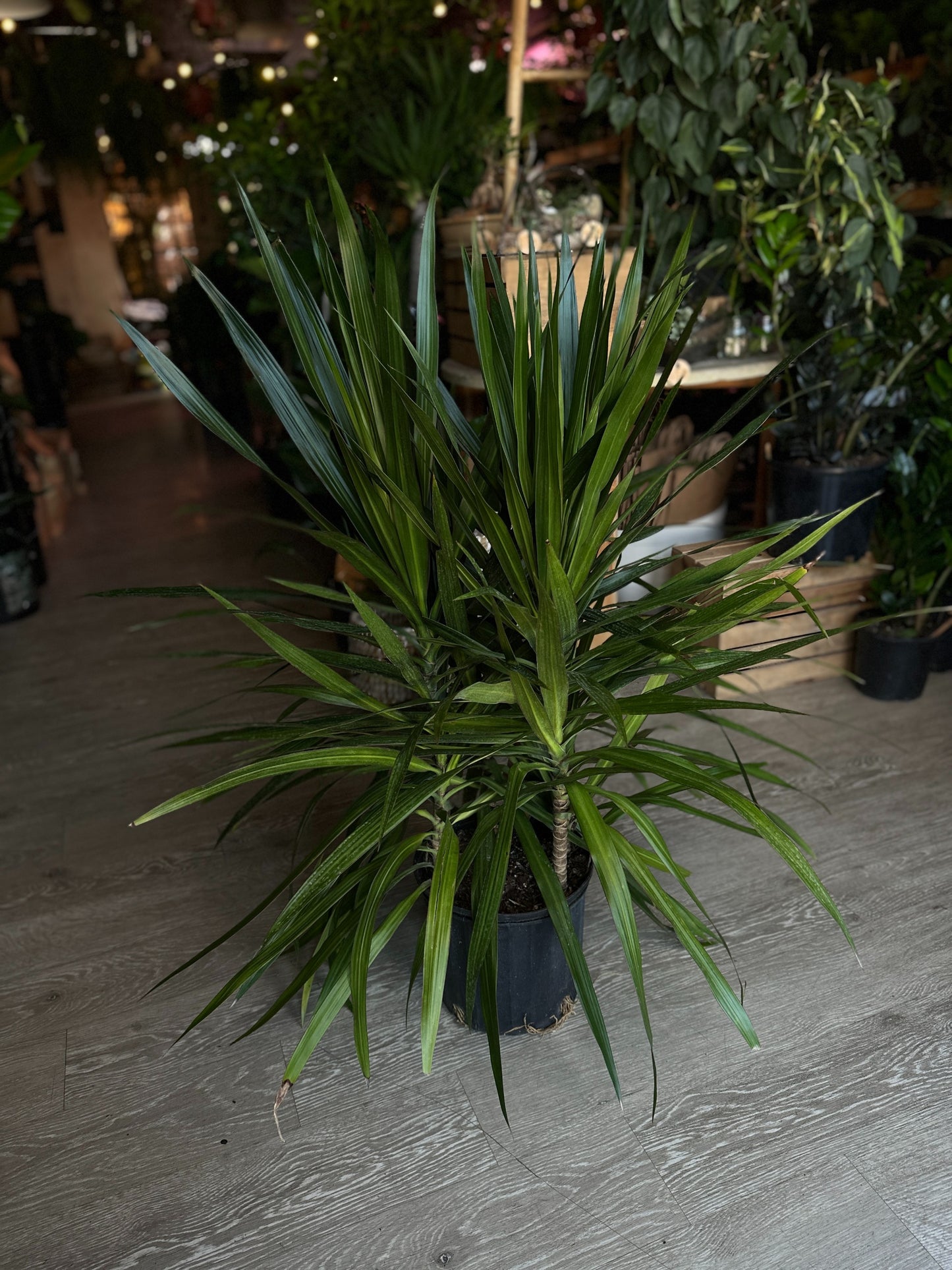 Dragon Tree (Dracaena Marginata) 10”
