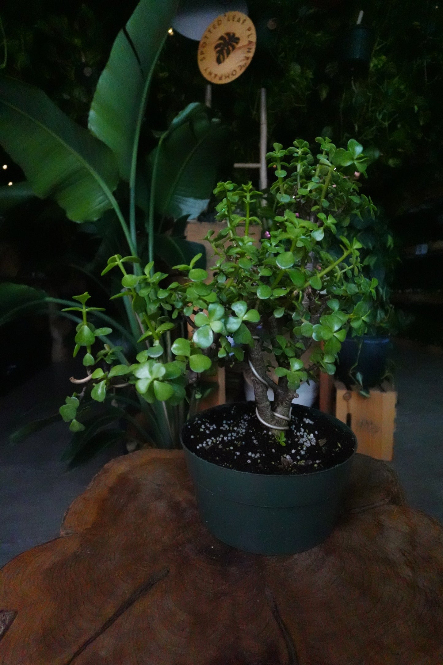Portulacaria Afra Pagoda Bonsai 8"
