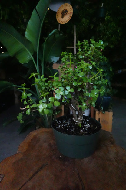 Portulacaria Afra Pagoda Bonsai 8"