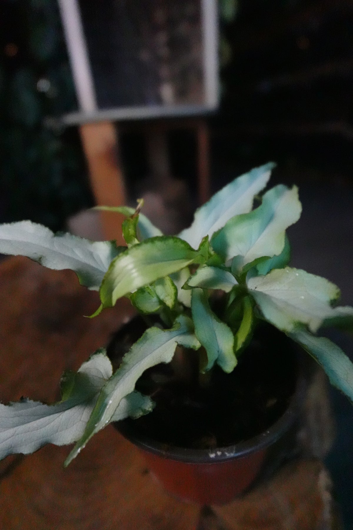 Syngonium Silver Fox 4"