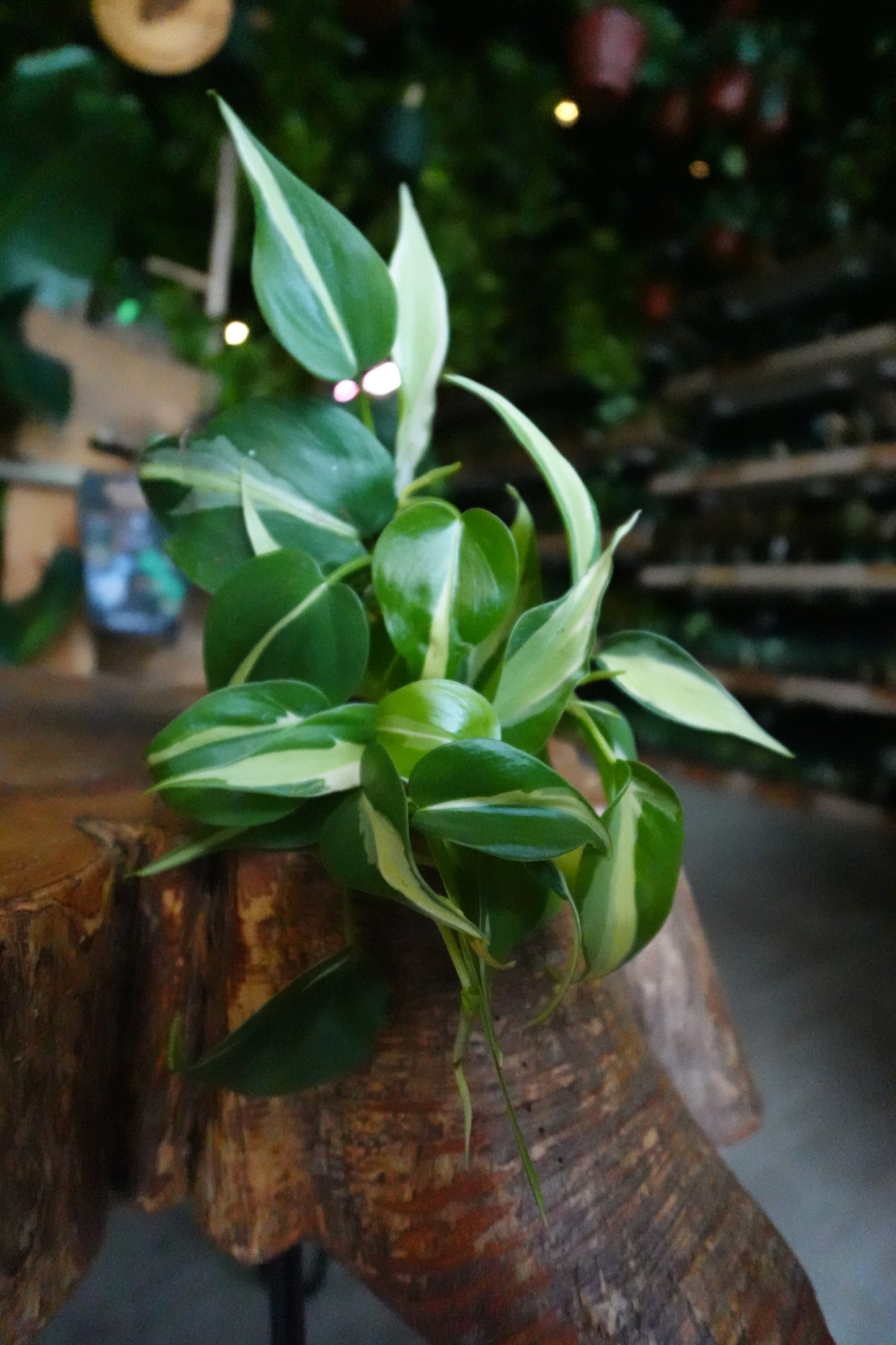 Philodendron Silver Stripe 4"