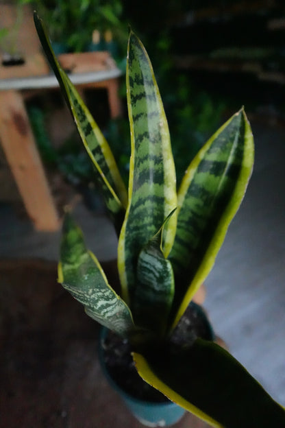 Sansevieria Laurentii (Snake Plant) 5"