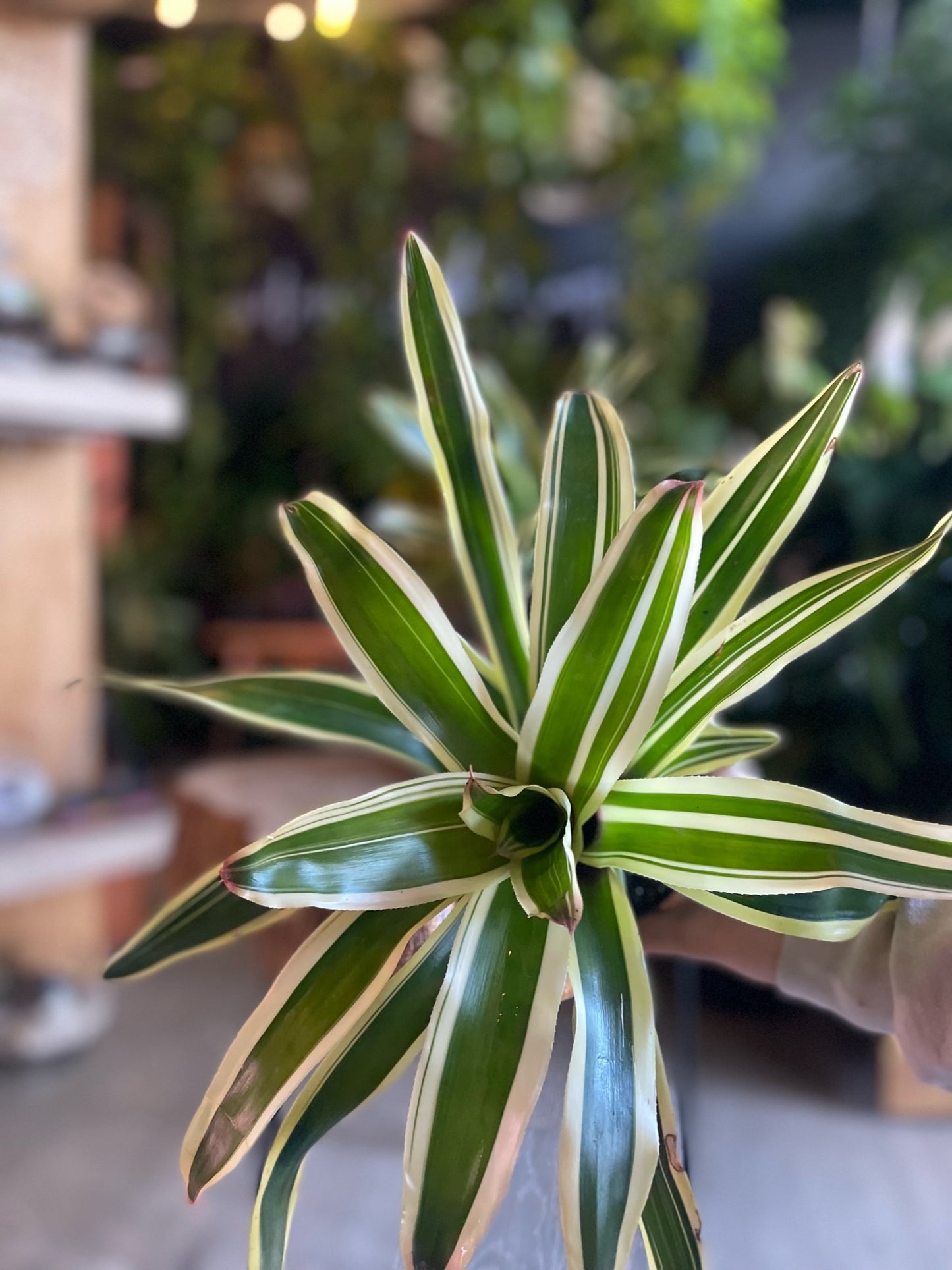 Bromeliad Franca 4”