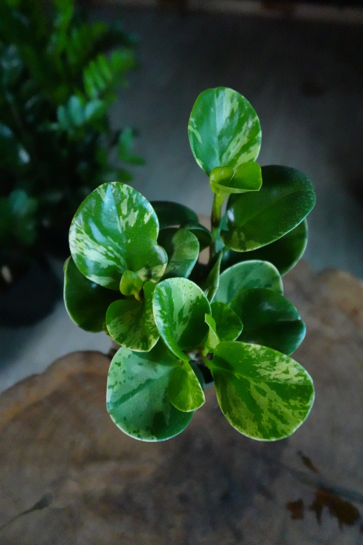Peperomia Obtusifolia Marble 4"