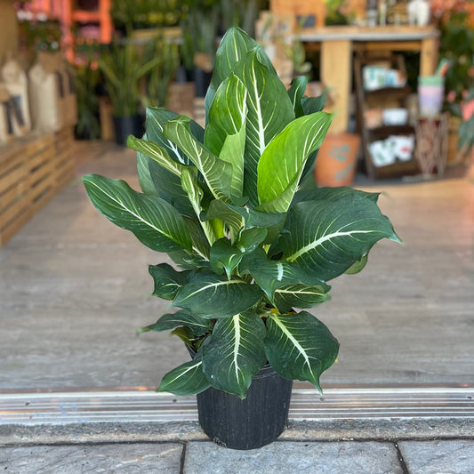 Dieffenbachia Sterling 8”