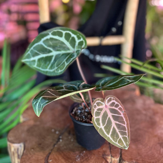 Anthurium Red Crystallinum x SKG Silver 4"
