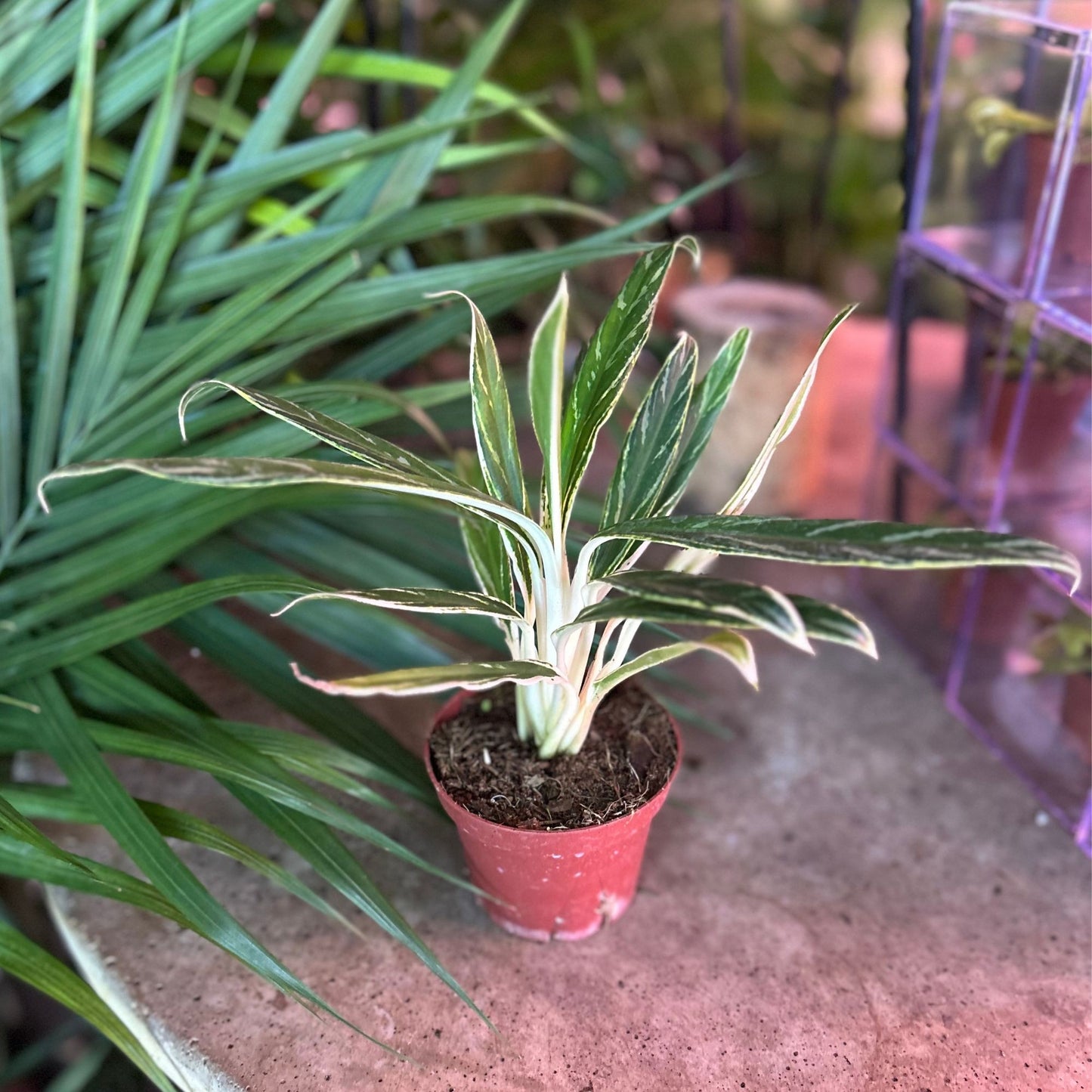 Aglaonema Bamboo 4"