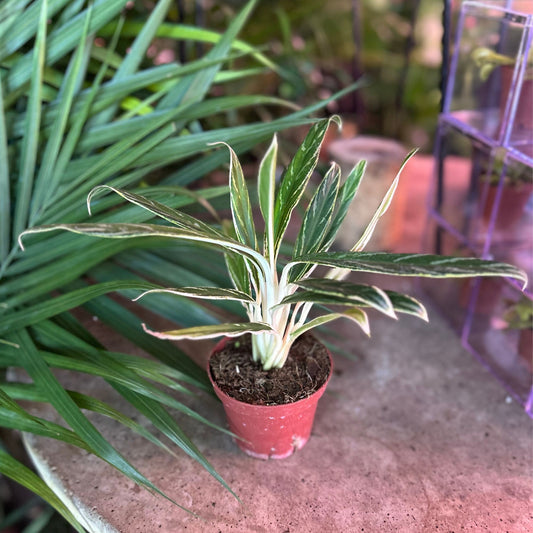 Aglaonema Bamboo 4"