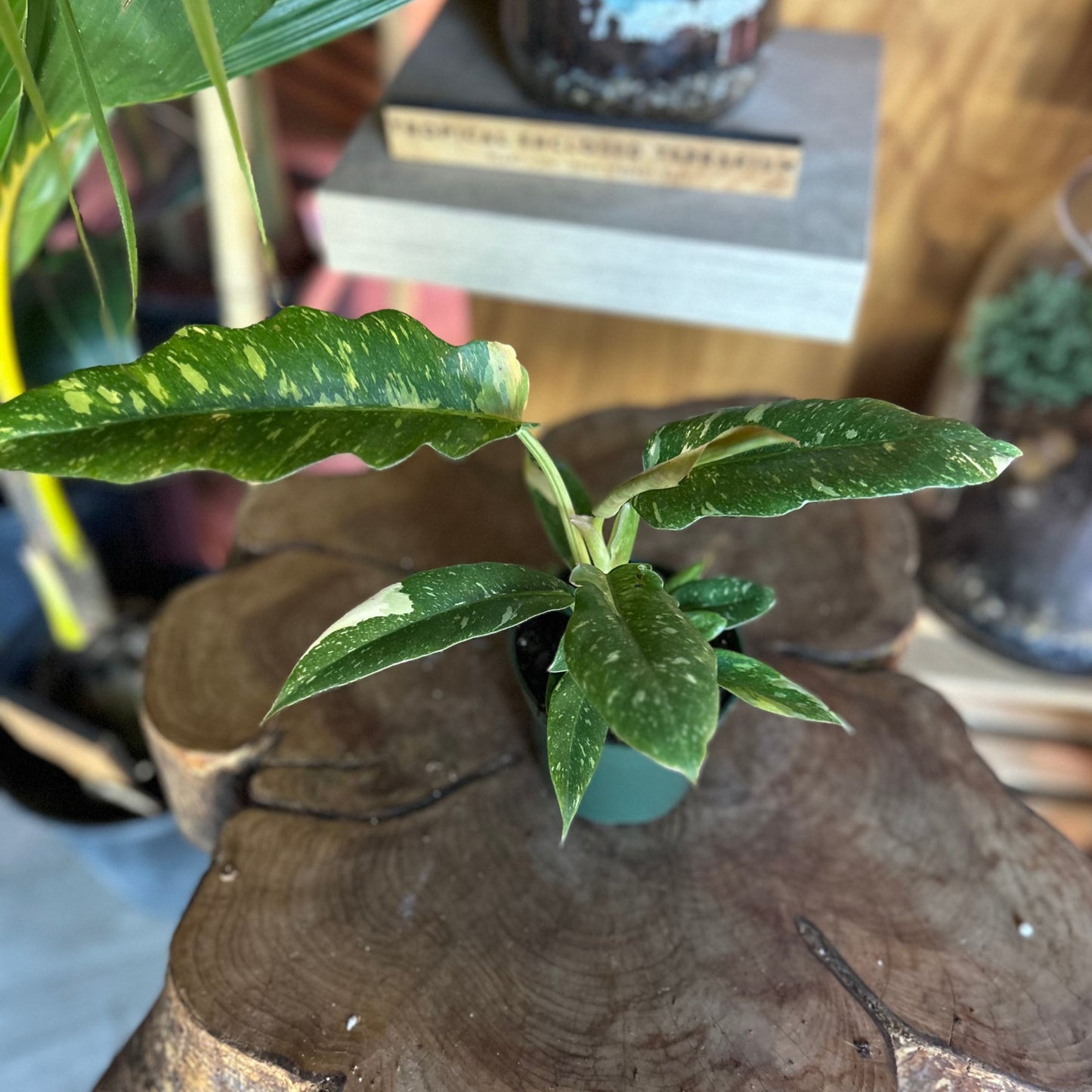 Philodendron Ring of Fire 4”