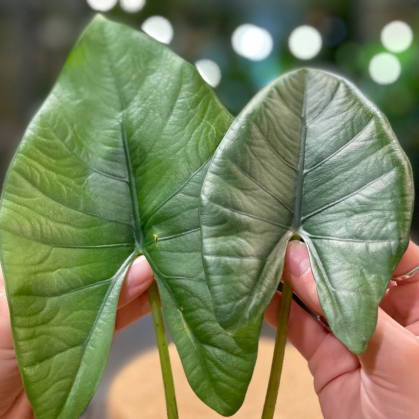 Alocasia Blue Dragon 4”