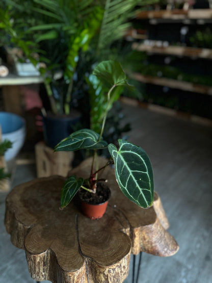 Anthurium Crystallium 4"