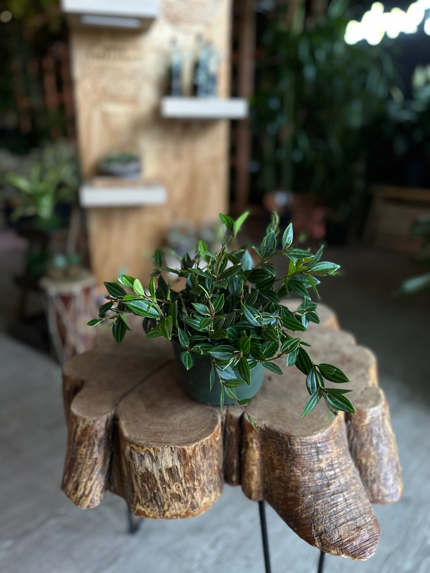 Peperomia Funky Frog 6"