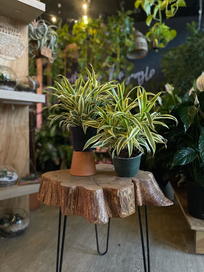 Dracaena Song Of India 6"